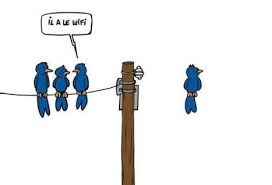 Oiseau wifi