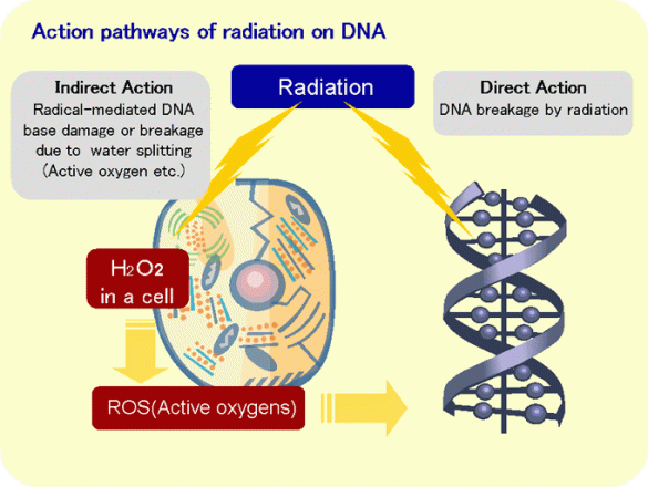action-pathways-radiation-dna